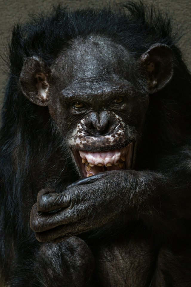 Šimpanzė.<br>123rf asociatyvi nuotr.