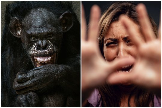 Prijaukinta šimpanzė nuplėšė moteriai veidą ir rankas: realybė baisesnė už siaubo filmą