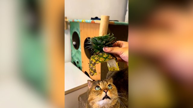 Karūnuotas katinas ne juokais išssigando: reakcija – iškalbinga