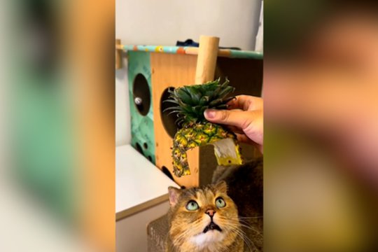 Karūnuotas katinas ne juokais išssigando: reakcija – iškalbinga