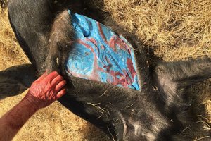 Vienoje Amerikos vietoje kiaulės pamėlynavo – ir dabar paaiškėjo, kodėl