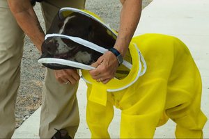 Tarnyba nesibaigia: buvęs policijos šuo dabar stoja į kovą su bičių liga