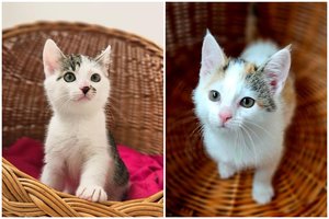 Du meilūs kačiukai laukia pačių geriausių žmonių