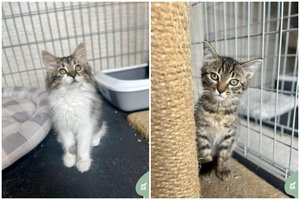 Vienas prie kito labai prisirišę 3 mėn. broliukas ir sesutė trokšta turėti vienus namus