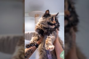 Nuostabioji Katigunda – visada šalia žmogaus: būtų pati ištikimiausia draugė