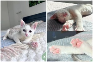 Vos 2 mėn. katytė dievina keliones automobiliu ir jau išmaišė dalį Lietuvos