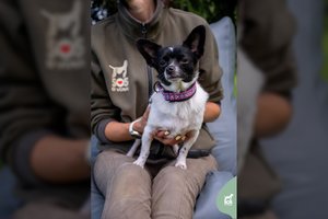 Už katiną mažesnė jauna šunytė ieško kam atiduoti visą savo meilę