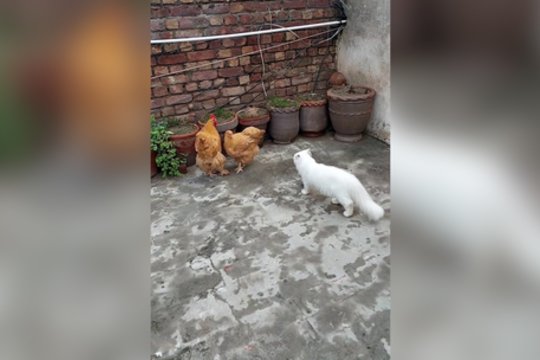 Dėl savo smalsumo katinas buvo priverstas gintis: išgąsdino vos vienas veiksmas