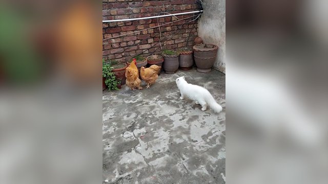 Dėl savo smalsumo katinas buvo priverstas gintis: išgąsdino vos vienas veiksmas