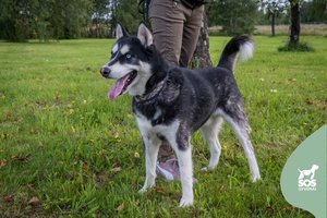 Jaunas haskio mišrūnas Taifūnas ieško kam sušildyti širdį ir gal kojas