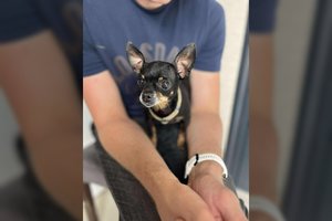 Vos pusantro kilogramo Pelytė – nenustojanti judėti meilės mašina