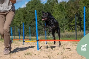 Jaunas ir didelis šuo nusiteikęs mokytis ir pažinti pasaulį kartu su savo nauja šeima