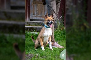 Prieglaudoje užsibuvusi jauna šunytė – tikra padykėlė, laukianti išrinktųjų