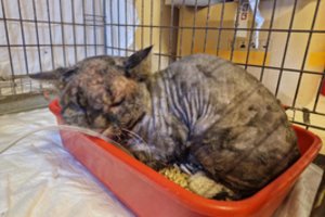 Dingęs katinas atsirado sukrečiančios būklės: kirmėlės krito net iš akių vokų