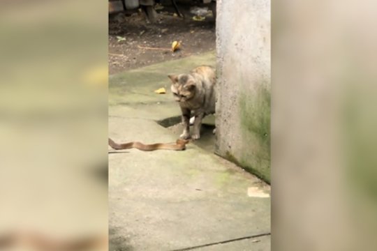 Vidury baltos dienos – katino ir gyvatės mūšis: vieno iš jų pranašumas akivaizdus