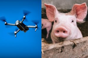 Estijoje siautėja afrikinis kiaulių maras: medžiotojams perka specialius dronus