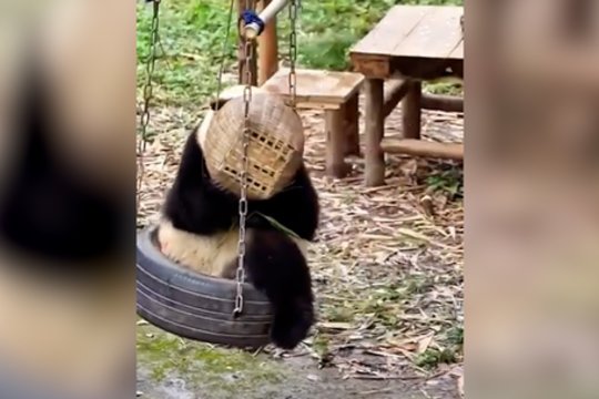 Pandos pramogas suprasti lemta ne visiems: pamačius tokį vaizdą, kyla vienintelis klausimas