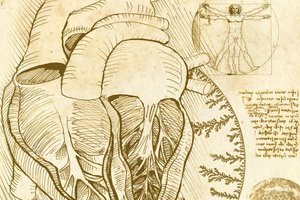 Po 500 metų mokslininkai išsprendė vieną anatominę Leonardo da Vinci pastebėtą mįslę