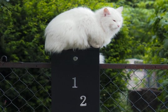 Dauguma baltų kačių yra kurčios? Atskleidė tiesą ir kaip tai paveikia gyvenimą