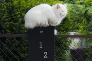 Dauguma baltų kačių yra kurčios? Atskleidė tiesą ir kaip tai paveikia gyvenimą