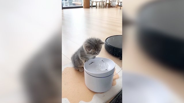 Kačiuko žaidimai su vandeniu: pažiūrėkite, kaip jam sekėsi atsigaivinti