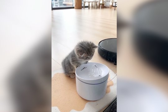 Kačiuko žaidimai su vandeniu: pažiūrėkite, kaip jam sekėsi atsigaivinti