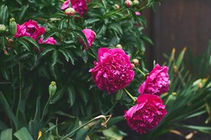 Dabar pats metas gelbėti bijūnus: yra tik vienas būdas sugrąžinti jiems buvusį grožį