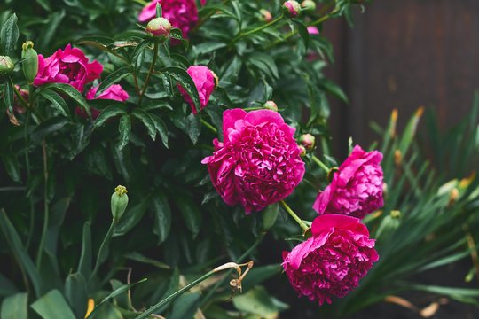 Dabar pats metas gelbėti bijūnus: yra tik vienas būdas sugrąžinti jiems buvusį grožį