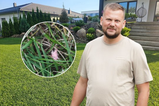 Veši ne tik veja, bet ir ligos: agronomas aiškiai išdėstė, kaip teisingai ja rūpintis 