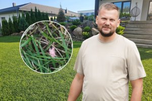 Veši ne tik veja, bet ir ligos: agronomas aiškiai išdėstė, kaip teisingai ja rūpintis 