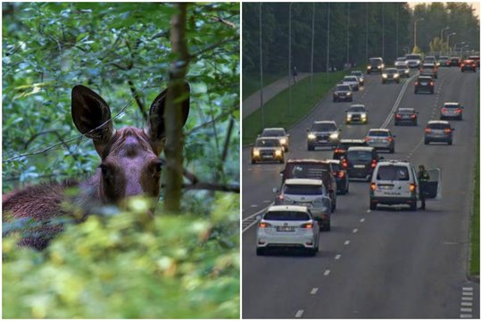 Vilniaus pakraštyje du automobiliai susidūrė su briedžiu – užsižiopsoję vairuotojai sukėlė dar dvi avarijas