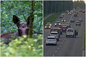 Vilniaus pakraštyje du automobiliai susidūrė su briedžiu – užsižiopsoję vairuotojai sukėlė dar dvi avarijas