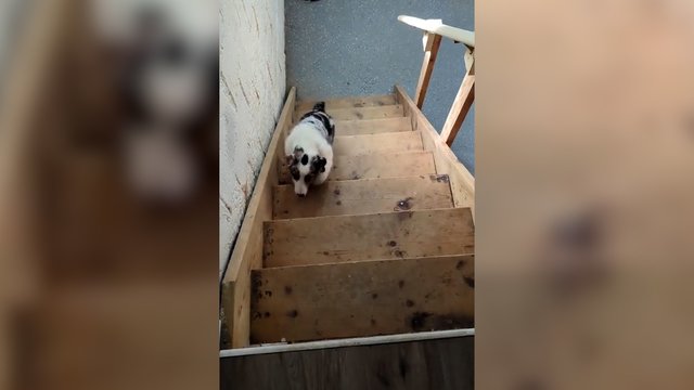 Lipimas laiptais keturkojui – neišsprendžiama mįslė: pamatykite, kas įvyko