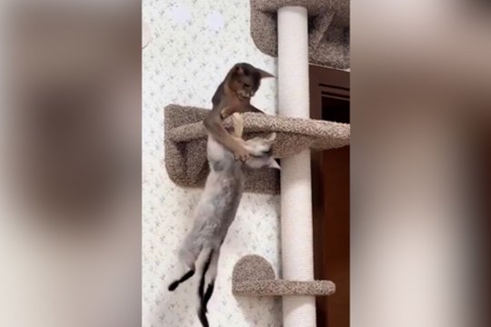 Lyg iš „Titaniko“ scenarijaus: kačiukai negalėjo vienas kito paleisti 