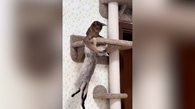 Lyg iš „Titaniko“ scenarijaus: kačiukai negalėjo vienas kito paleisti 