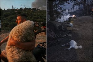 Sukrečiantys vaizdai iš Europos: kaimuose – dešimtys gyvūnų griaučių