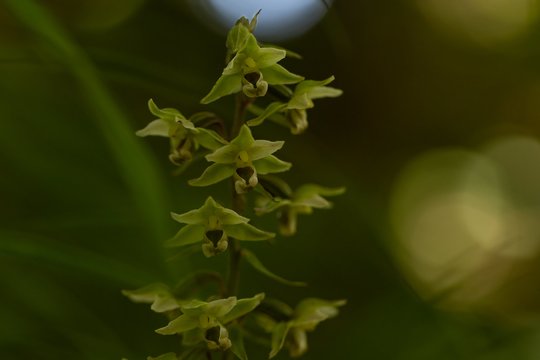 Neries regioniniame parke – nauja šiai vietai rūšis: aptikta itin reta orchidėja
