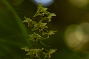 Neries regioniniame parke – nauja šiai vietai rūšis: aptikta itin reta orchidėja