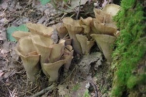 Artūras vienoje vietoje aptiko tai, ko kito nerastų net ieškodami: šie grybai itin reti