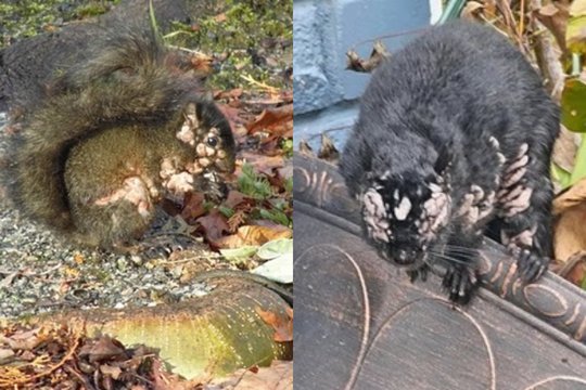 „Voverės zombės“ šokiruoja gyventojus – amerikiečiai vėl stebi gyvūnus su neaiškiomis ataugomis