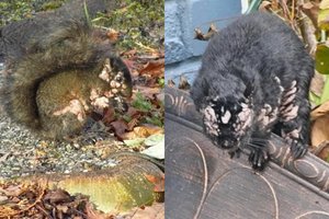 „Voverės zombės“ šokiruoja gyventojus – amerikiečiai vėl stebi gyvūnus su neaiškiomis ataugomis