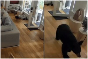 Plinta vaizdo įrašas – mažas, bet drąsus šuo apgynė namus nuo meškos