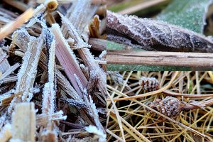 Žemės paviršiuje užfiksuotos pirmosios šalnos