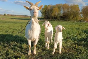 Ūkininkai turėtų paskubėti: nepateikę duomenų gali likti be paramos