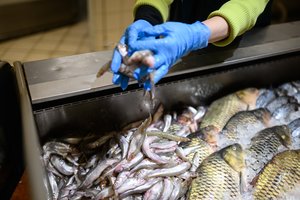 Pataria, ką daryti, jei žuvyje aptikote parazitų – ne visada ją reikia išmesti