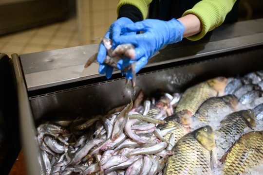 Pataria, ką daryti, jei žuvyje aptikote parazitų – ne visada ją reikia išmesti