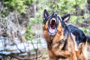 Šuo moters kūną sudraskė į gabalus: po egzekucijos – šiurpus radinys nasruose
