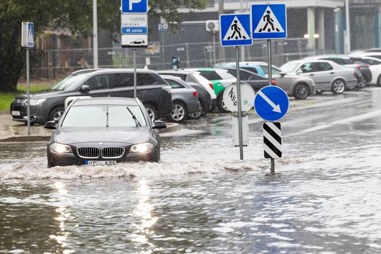 Specialistai: liūtims būtini moksliniai sprendimai