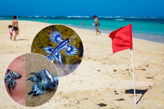 Lietuvė įspėja keliaujančius į Ispaniją: kai kurie paplūdimiai uždaryti dėl „drakonų“