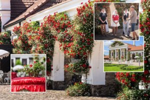 Reabilituoja „senmergių gėles“: pelargonijos vėl užkariauja žmonių širdis